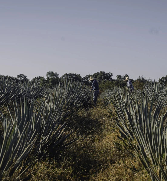 Agave field with people inspecting it.