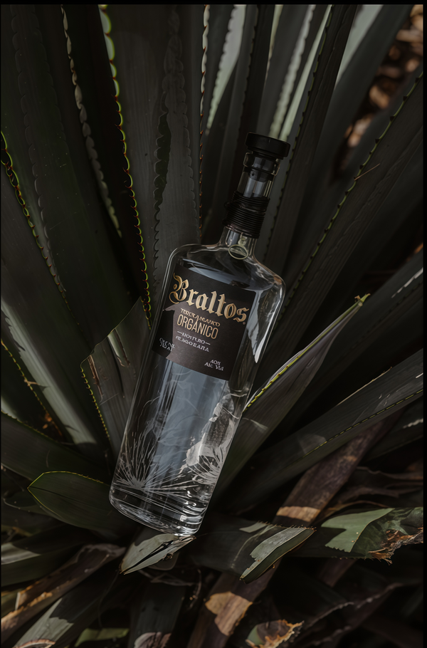 Braltos bottle resting against an agave plant