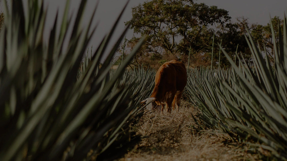 Bull walking and eating among agaves.