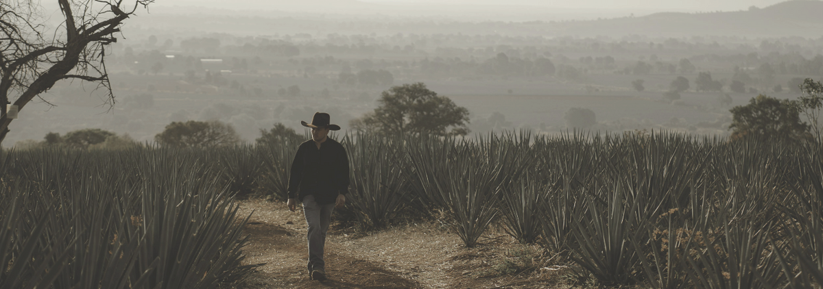 Image of an agave field with a man walking.