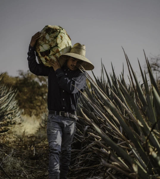 Man carrying an agave head in an agave field.