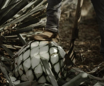agave being cut