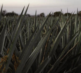 agaves in the field