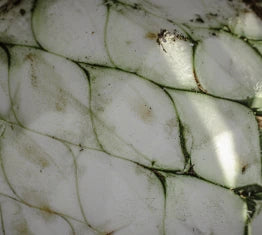 cut agave heart