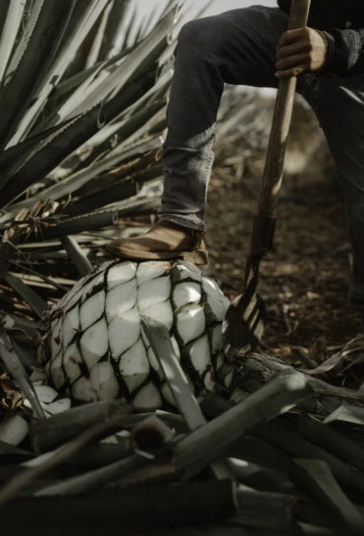 person cutting an agave pineapple with tools