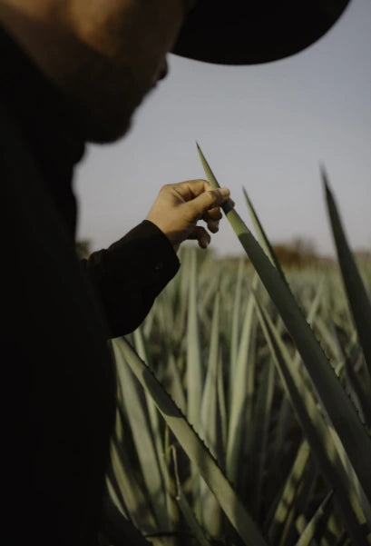person touching and examining agave leaves with their hands