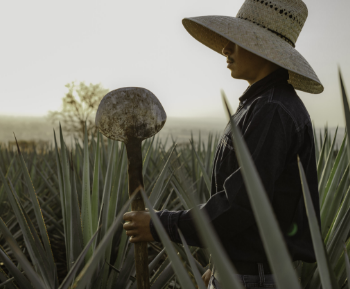person with an agave tool