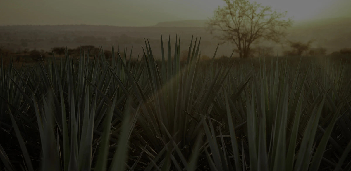 vast agave field